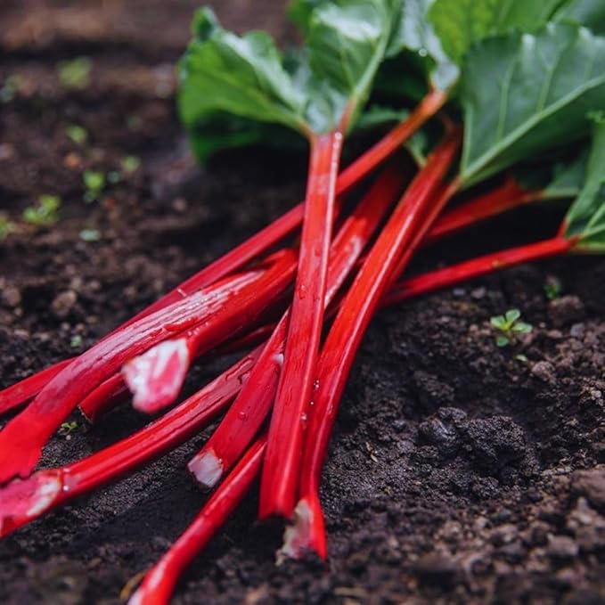 Red Rhubarb Plant for Planting Rhubarb Bare Roots 4 to 6 Inc in Height Perennial Vegetable Plant Zone 3 to 8