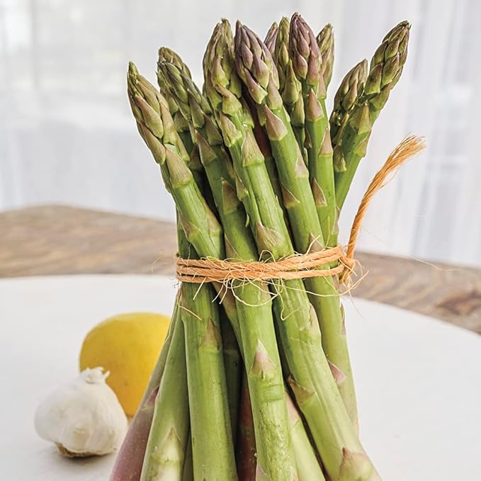 GURNEY'S - Jersey Knight Hybrid Jumbo Asparagus Dormant Bare Root Vegetable Roots 10 Jumbo 3 Year Old Plant Roots per Offer