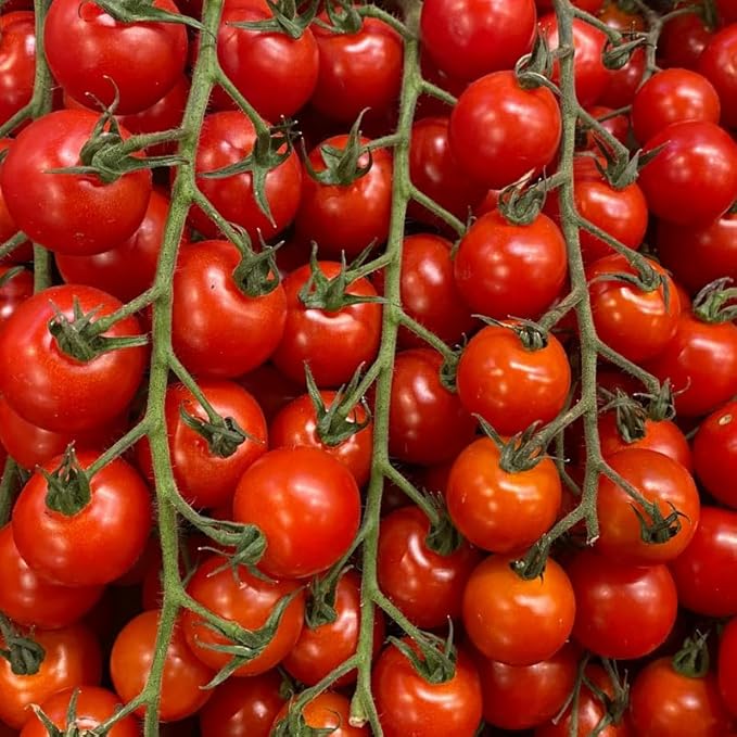 Cherry Tomato Plants Live for Planting Outdoor 4 Inch Pot 4 to 8 Inch Tall 2 Plants per Pot
