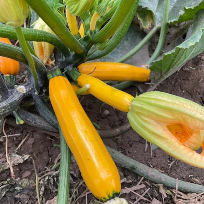 Set 2 Squash Plants Live for Planting Yellow Zucchini Plants Live for Planting Vegetable Plant 4 Inches Pot