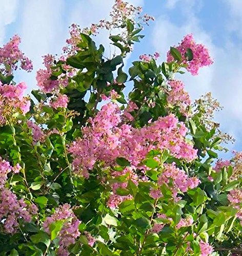 Crape Myrtle &amp All Flowering Trees Desert Willow Mimosa Orchid Tree Indoor Outdoor Container Grown Granular Fertilizer NutriStar (15 lb.)