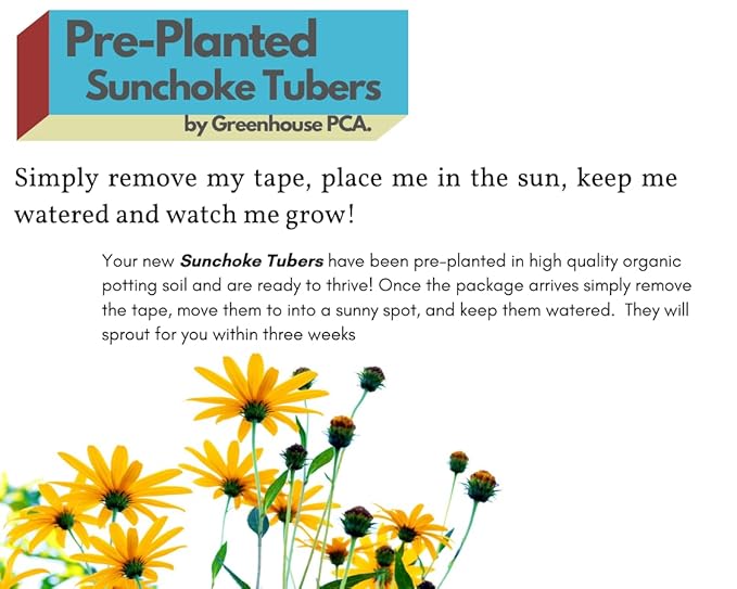 Pre-Planted Jerusalem Artichoke Pots – Easiest Way to Grow! 1 Gallon Sunchoke Pots from Greenhouse PCA | AKA: Sunchokes Sunroot or Wild Sunflower