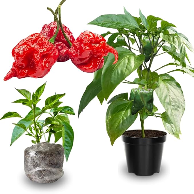 Set 6 Hot Pepper Live Plants 90 Days Old Live Pepper Chili Plant for Spring Planting (Carolina Reaper)