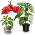 Set 6 Hot Pepper Live Plants 90 Days Old Live Pepper Chili Plant for Spring Planting (Carolina Reaper)