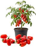 Red Tomato Live Plant Tomato Plant Live Long Red Sweet Fruit Plants from 4-7 Inches in Height 4 Inch Pot for Growing