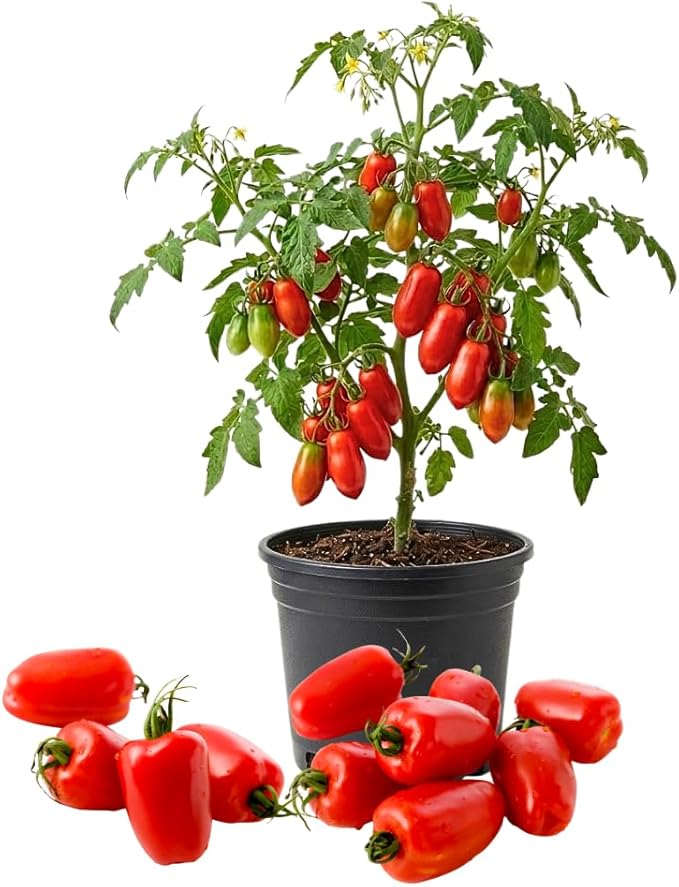 Red Tomato Live Plant Tomato Plant Live Long Red Sweet Fruit Plants from 4-7 Inches in Height 4 Inch Pot for Growing