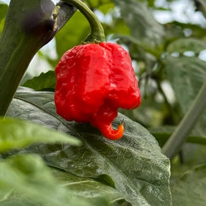 Set 6 Hot Pepper Live Plants 90 Days Old Live Pepper Chili Plant for Spring Planting (Carolina Reaper)