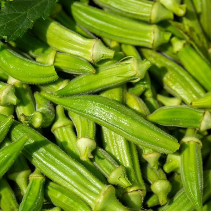 Set 2 of Okra Plants Live Green Okra Live Plant 4 Inc Potted Vegetable Plants Live for Gardening Indoor Outdoor