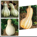 30 Cushaw Trio Seeds: 10 Orange + 10 White + 10 Green Stripe Winter Squash Pumpkin Seeds