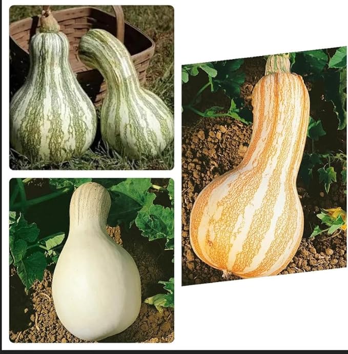 30 Cushaw Trio Seeds: 10 Orange + 10 White + 10 Green Stripe Winter Squash Pumpkin Seeds