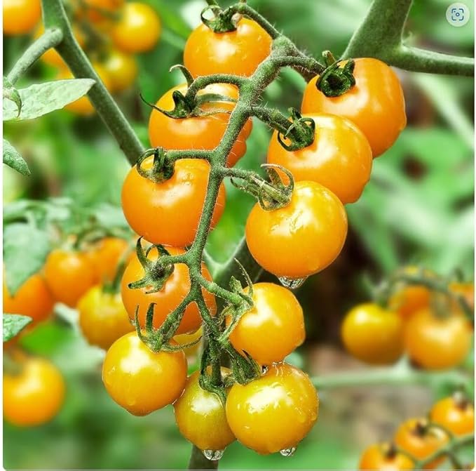 Generic Sunsugar Sun Sugar Tomato PLive Plant not Seeds Non-GMO 4 to 8 Tall in 4 Inch Pot – Indeterminate Yellow Cherry Ripens to Orange