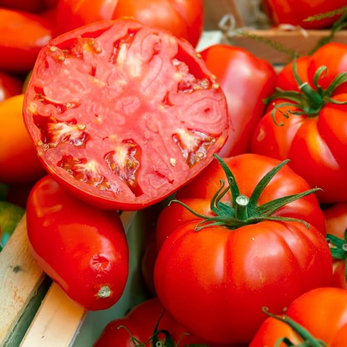 Pack 2 Pots Beefsteak Tomato Plants Live 4 Inch Pot Tomato Plants Live for Planting Outdoors Size 4 to 6 Inch