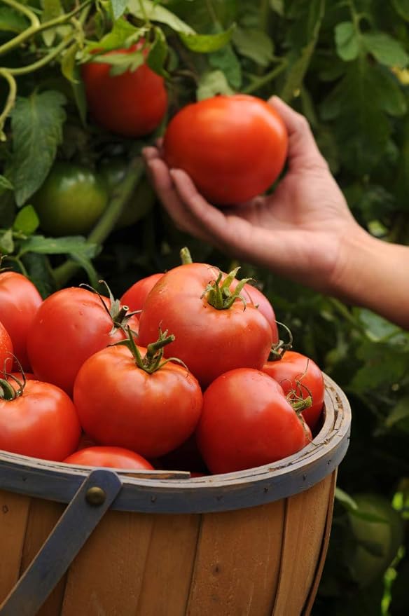 Big Boy Tomato Live Vegetable Plants 4-Pack