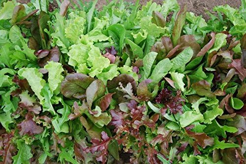 Dirt Goddess Super Seeds ~ Mesclun Mix Seeds (1/4 Lb) 106000 Seeds Bulk Non GMO