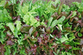 Dirt Goddess Super Seeds ~ Mesclun Mix Seeds (1/4 Lb) 106000 Seeds Bulk Non GMO