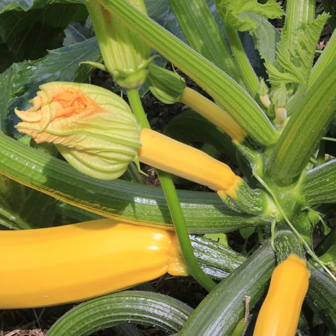2 Yellow Zucchini Plants Yellow Summer Squash in 4 Inch Pots - 4-6 Inch Tall Live Vegetable Garden Plants