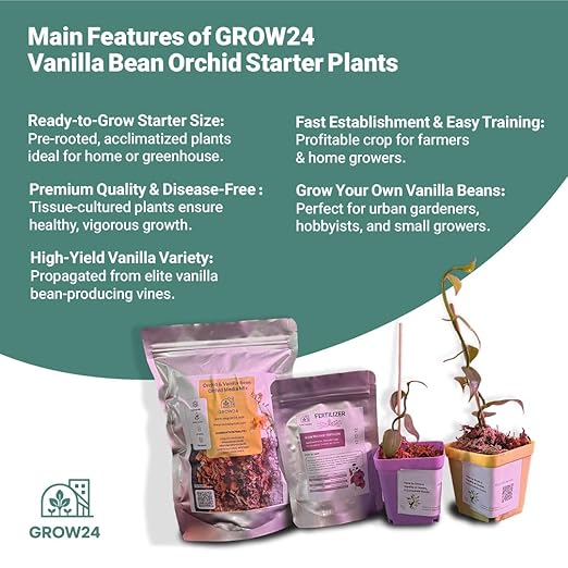GROW24 Vanilla Orchid Starter Plant kit 4-inch Pots Plus Media Mix and Slow Release Fertilizer (2)