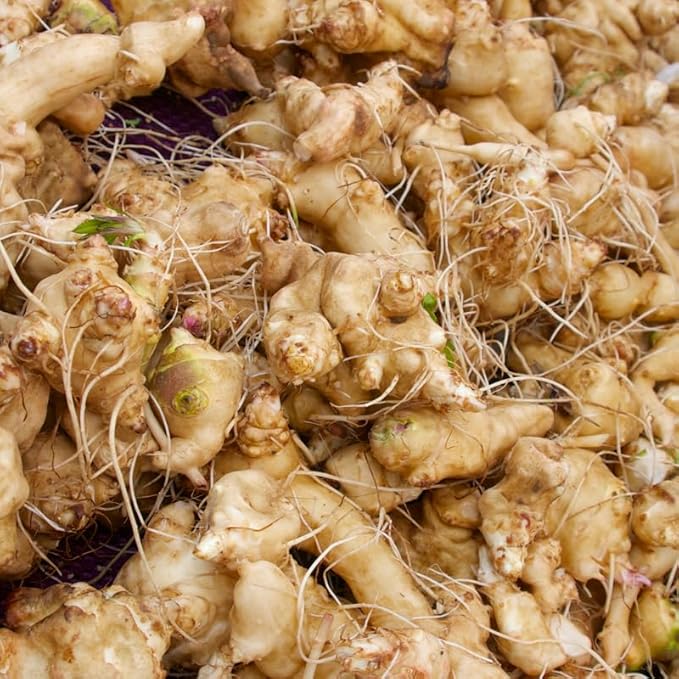 1 Lb Tubers Jerusalem Artichokes Sunchokes Bulbs Vegetable Jerusalem Artichokes Bulbs Tubers for Planting