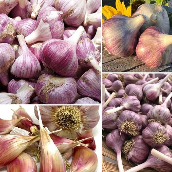 1 Lb Red Garlic Bulbs for Planting 8 Hardy Garlic Bulbs for Planting Home Vegetable Garden or Raised Beds Hardneck Garlic Bulbs
