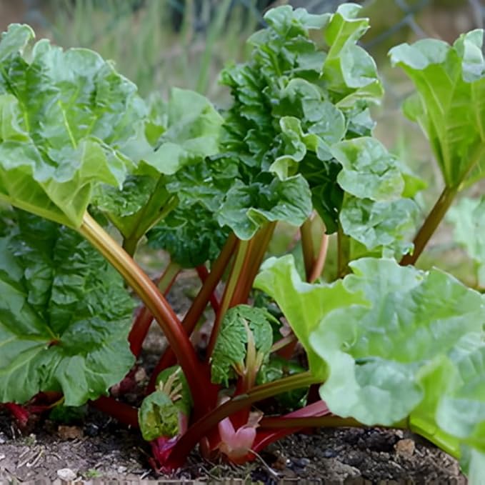 5 Rhubarb Plants Root for Planting Large Rhubarb Crown from Home- Grown 1.5 Inch Tall Hardy Rhubarb Roots with High Yields