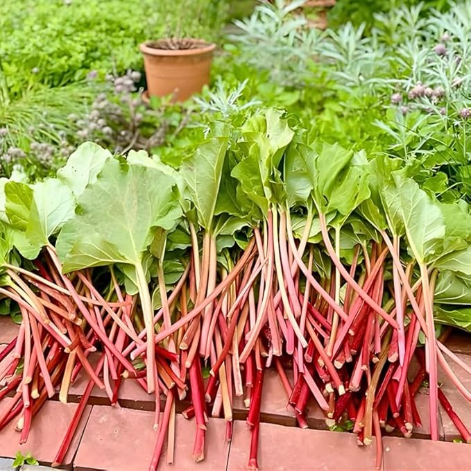 Rhubarb Plants Root for Planting Hardy &amp Sweet Red Cherry Rhubarb Large Crown 6–7 Inch Easy to Grow for Beginners Fast- Growing Perennial