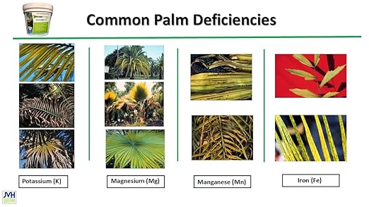 Power Strike Palm Tree Fertilizer. 7 LB Pail with Free Measuring Scoop. Fortified with Iron (Fe). Formulated to Address Common Palm Deficiencies. Includes micronutrients Palms Need to Thrive. (7LB)