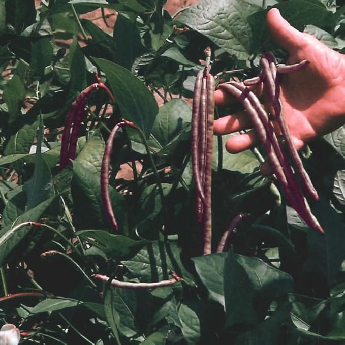 TomorrowSeeds - Knuckle Purple Hull Cowpea Seeds - 2400+ Count - for 2026 Planting Brown Crowder Southern Field Pea Knucklehull Purplehull Cover Crop Peas Green Bean Vegetable Grow Your Own Home Farm