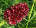 Great Burnet Seeds (300 Seed Package)