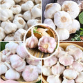 1 Pound Music Hardneck Garlic Bulbs for Planting Fresh High-Yield Hardy Garlic for Garden or Container Growing