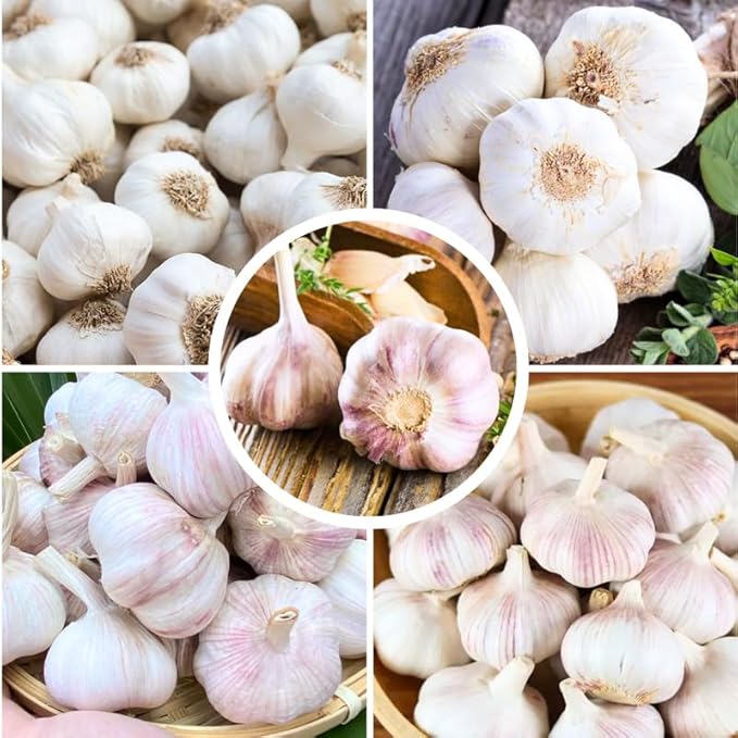 1 Pound Music Hardneck Garlic Bulbs for Planting Fresh High-Yield Hardy Garlic for Garden or Container Growing