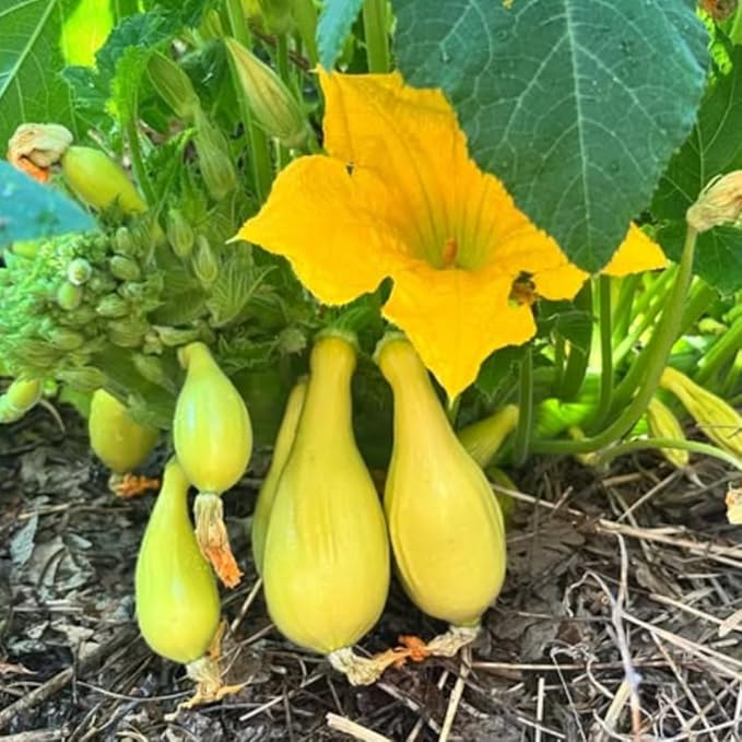 Yellow Squash Vegetable Plants Live Set 3 Plants 3 to 6 Inc Long Squash Plants Live Growing