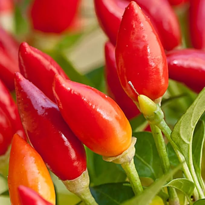 2 Pequin Hot Pepper Plants Live in 2.5 Inch Pot for Planting Outdoor 2 Plants in 1 Pot