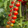 2 Tomato Plants in Pot Cherry Tomato Plant Heirloom Vegetable Plants Live for Planting Outdoors Garden