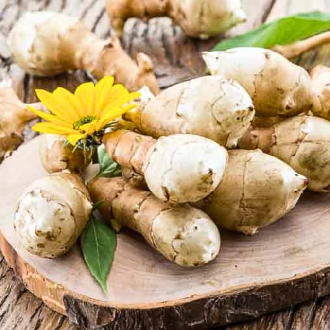 10 Jerusalem Artichoke Tubers Sunchokes Sunroots for Planting Large Size Hardy Perennial Artichoke Roots Vegetables for Garden