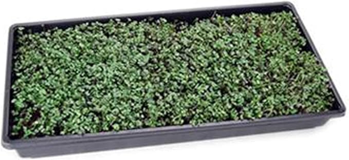 Bulk Salad Mix Microgreens Seeds – 1 LB – Non-GMO Blend of Broccoli Kale Kohlrabi Cabbage &amp Arugula – High-Germination for Indoor Micro Greens Hydroponic Growing &amp Home Gardening