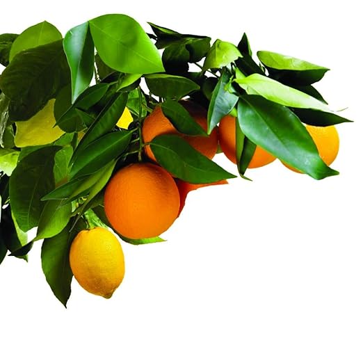 Jobe's Fruit &amp Citrus Fertilizer Spikes 8-11-11 Time Release Fertilizer for All Fruit Trees 5 Spikes per Clear Bag (Pack of 2)