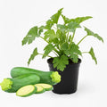 2 Green Zucchini Plants Live 4 Inc Potted Fast Growing Squash Vegetable Garden Plants
