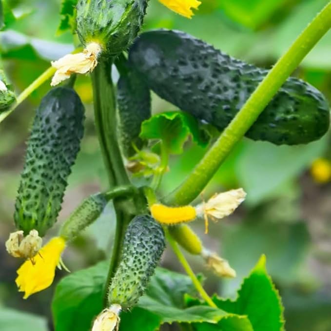 Cucumber Plants Live 6-8 Inches Tall in 4 Inch Pot 2 Plants Per Pot Vegetable Plants for Garden or Containers