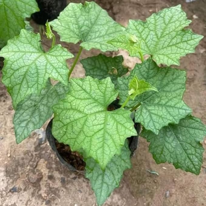 Luffa Plant 4 Inch Pot 2 Smooth Luffa Plants in a Pot 4 to 8 Inch Tall Loofa Gourd Vegetable Seedings