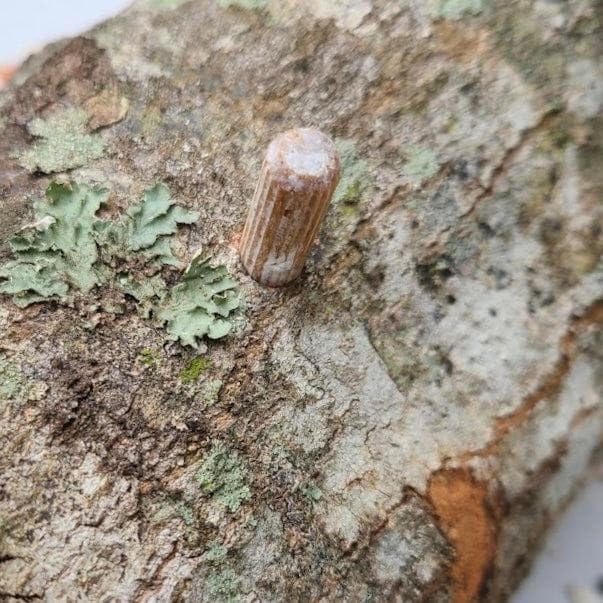 North Spore Organic Italian Oyster (500 ct) Mushroom Plugs for Logs | Premium Quality Mushroom Plug Spawn | Handmade in Maine USA | Grow Gourmet Mushrooms Outdoors on Logs