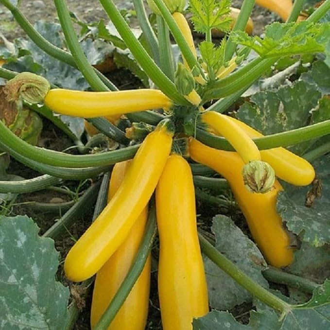 3 Live Squash Plants Zucchini Plants Seedlings Yellow Squash Plant Live in 4 Inch Pot