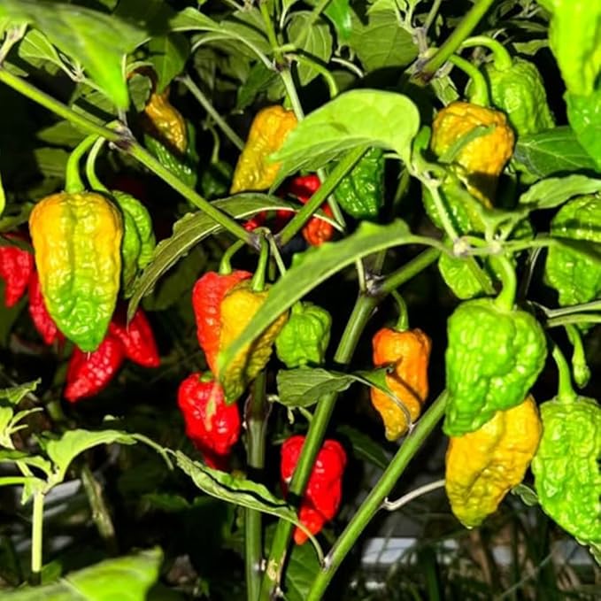 Set 6 Hot Pepper Live Plants 90 Days Old Live Pepper Chili Plant for Spring Planting (Bhut Jolokia Hot)
