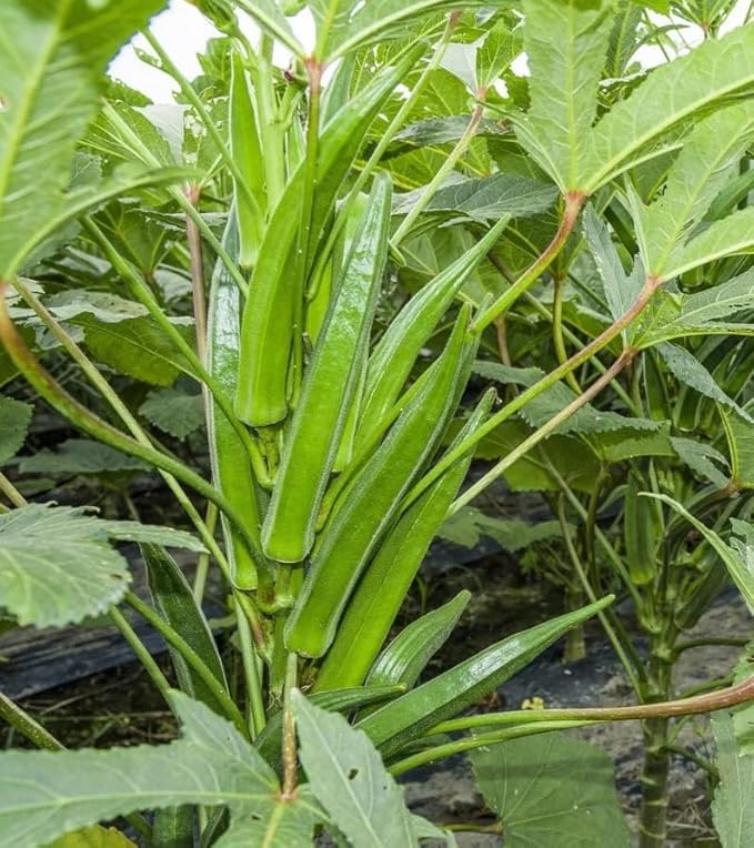200 Clemson Spineless Okra Seeds | Natural Non GMO Heirloom USA Southern Ochro Okro Bamia Garden Asian Vegetable Seed