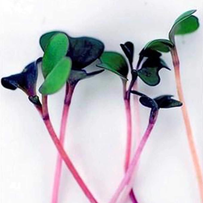 Spicy Micro Salad Mix Microgreens Seeds: 5 Lb - Bulk Non-GMO Seed Blend: Broccoli Kale Mustard Cabbage Arugula More