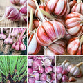 1 Pound Red Hardneck Garlic Bulbs for Planting Fresh High-Yield Hardy Garlic for Garden or Container Growing