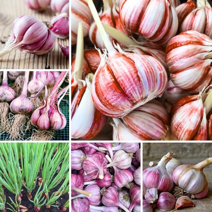 1 Pound Red Hardneck Garlic Bulbs for Planting Fresh High-Yield Hardy Garlic for Garden or Container Growing
