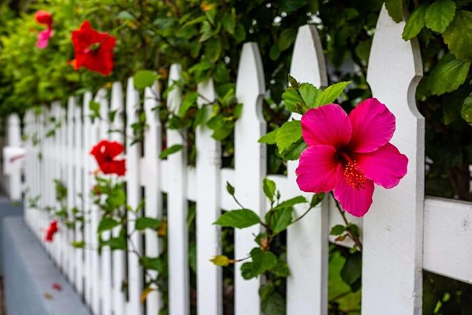 Pink Hibiscus. rosa-sinensis. Live Plant - Tropical Blooming Hibiscus Pretty Flowers Used in Tea and Juice (2 Pink Hibiscus Cups)