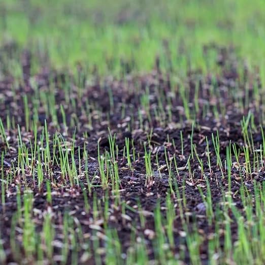 Starter Fertilizer 15-20-10 – (18 lbs.) High Phosphorus Lawn Food for New Grass Seed &amp Sod – Promotes Fast Root Growth Stronger Germination &amp Early Green-Up – Professional Grade Lawn Fertiliz