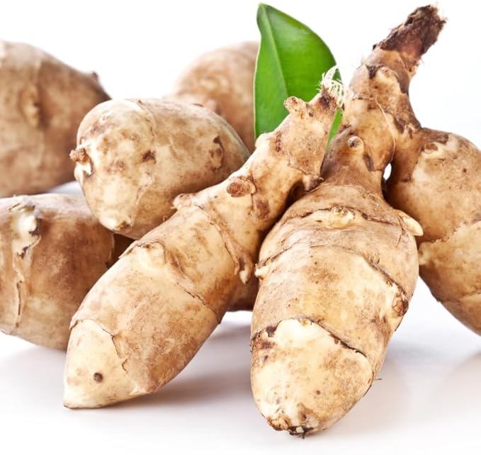 10 Jerusalem Artichoke Tubers Sunchokes Sunroots for Planting Large Size Hardy Perennial Artichoke Roots Vegetables for Garden