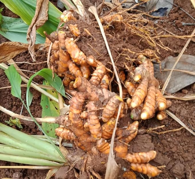 15 Fresh Turmeric Roots for Planting Golden Orange Turmeric Ginger Whole Perennial Herb